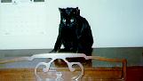 cat waiting her turn to play piano. adorable, what
else?