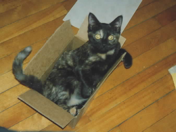 kitten in a box