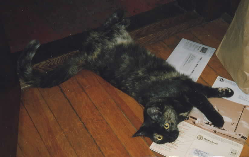 cat sprawled on the mail